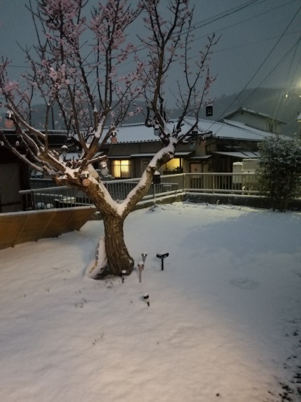 我が家の庭の積雪