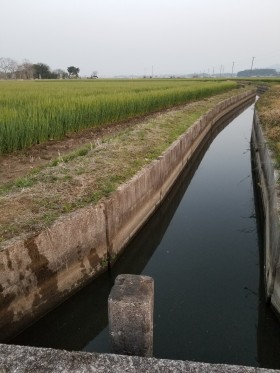 田んぼの用水路